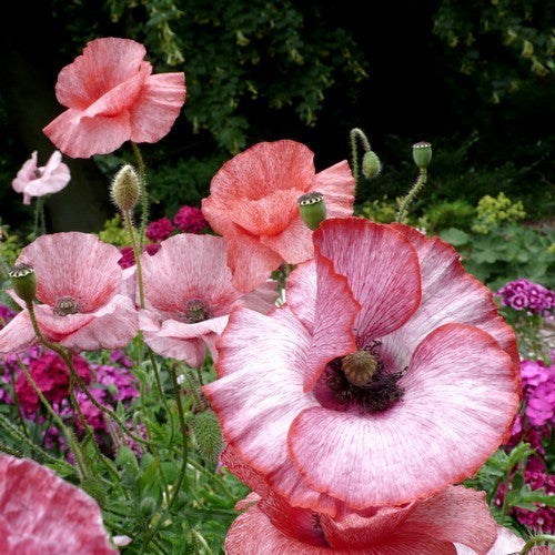 Papaver rhoeas 'Mother of Pearl' / 'Parelmoer' / 'Fairy Wing'
