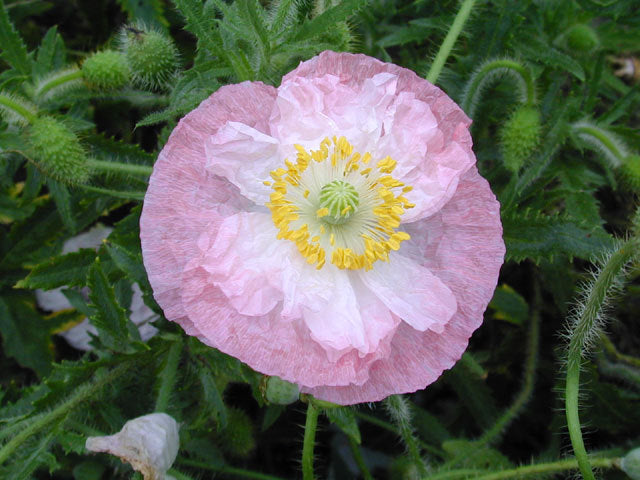 Papaver rhoeas 'Mother of Pearl' / 'Parelmoer' / 'Fairy Wing'