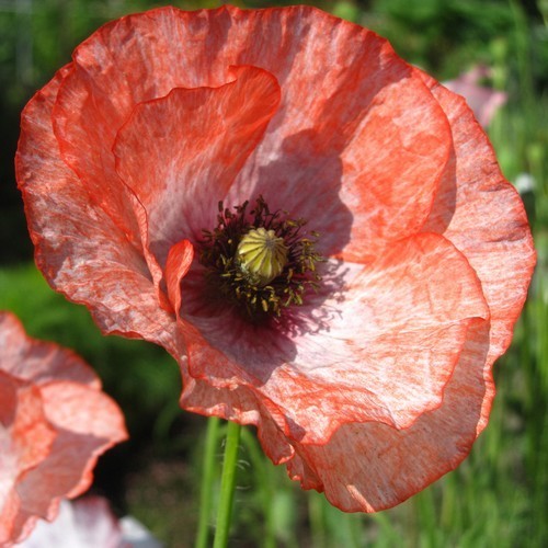 Papaver rhoeas 'Mother of Pearl' / 'Parelmoer' / 'Fairy Wing'