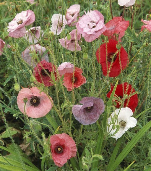 Papaver rhoeas 'Mother of Pearl' / 'Parelmoer' / 'Fairy Wing'