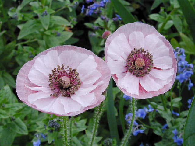 Papaver rhoeas 'Mother of Pearl' / 'Parelmoer' / 'Fairy Wing'