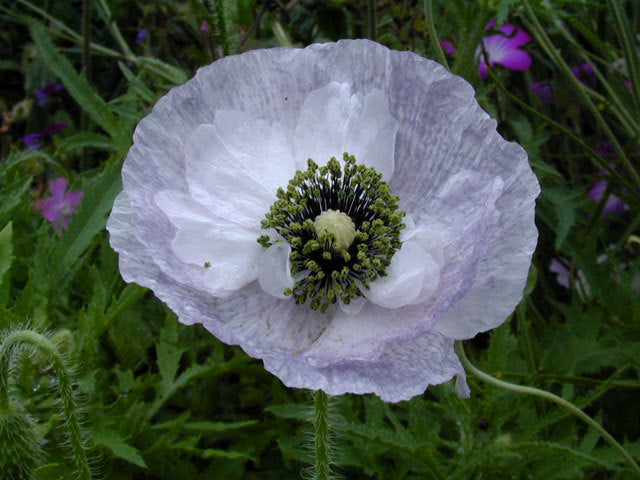 Papaver rhoeas 'Mother of Pearl' / 'Parelmoer' / 'Fairy Wing'