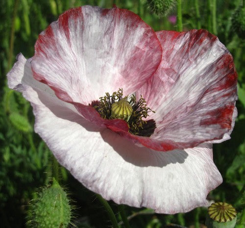 Papaver rhoeas 'Mother of Pearl' / 'Parelmoer' / 'Fairy Wing'