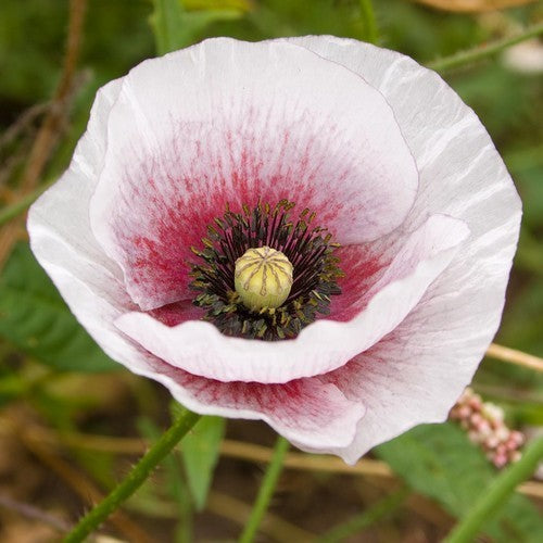 Papaver rhoeas 'Mother of Pearl' / 'Parelmoer' / 'Fairy Wing'