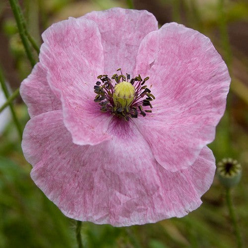 Papaver rhoeas 'Mother of Pearl' / 'Parelmoer' / 'Fairy Wing'
