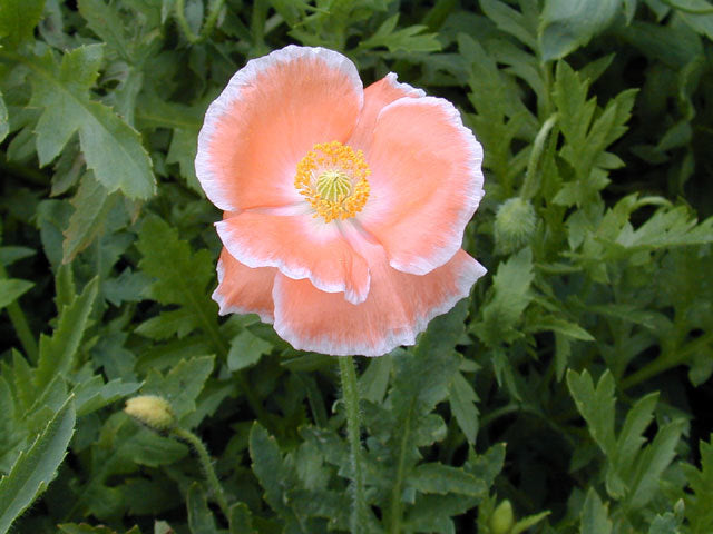 Papaver rhoeas 'Mother of Pearl' / 'Parelmoer' / 'Fairy Wing'