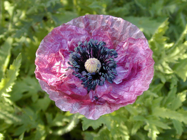 Papaver rhoeas 'Mother of Pearl' / 'Parelmoer' / 'Fairy Wing'