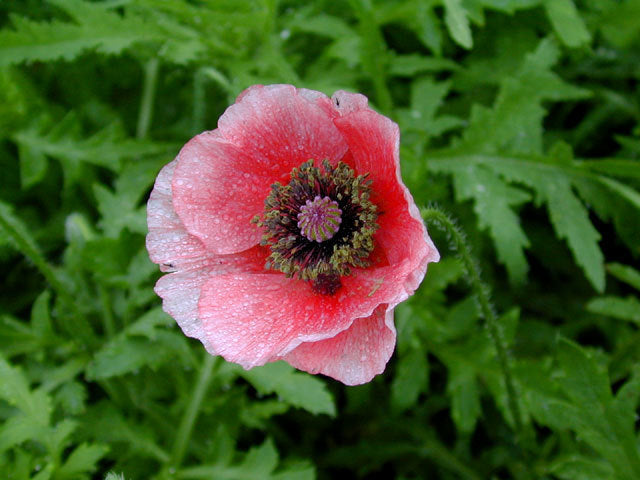 Papaver rhoeas 'Mother of Pearl' / 'Parelmoer' / 'Fairy Wing'