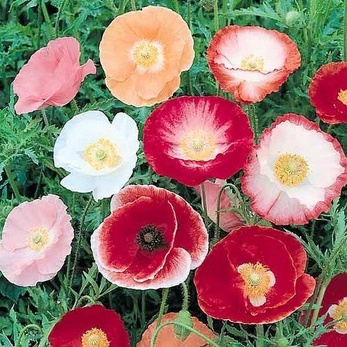 Papaver rhoeas 'Shirley Single Mixed'