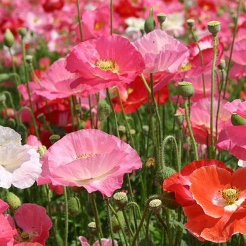 Papaver rhoeas 'Shirley Single Mixed'