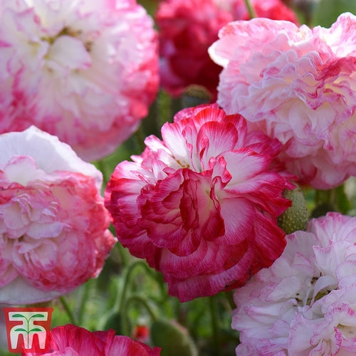 Papaver rhoeas 'Supreme'