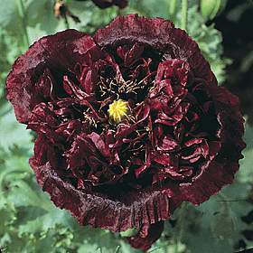 Papaver somniferum 'Black Peony' / 'Midnight'