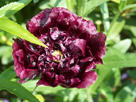 Papaver somniferum 'Black Peony' / 'Midnight'