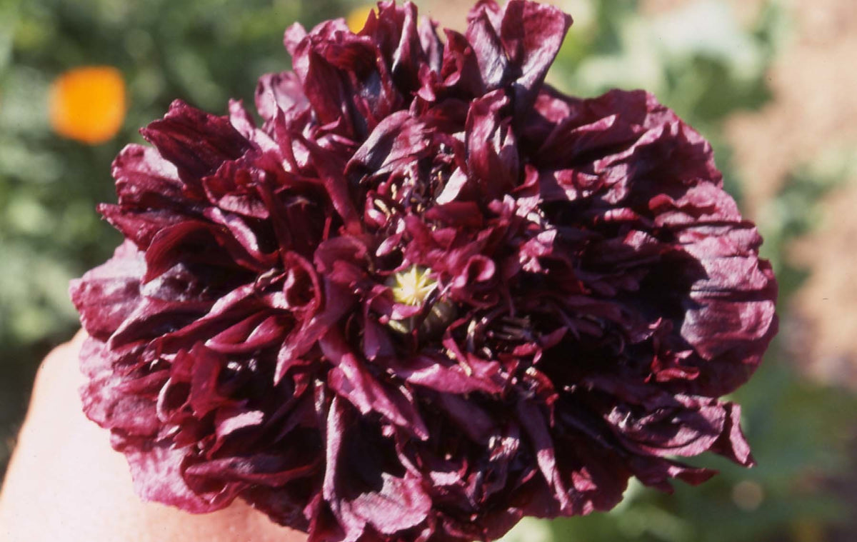 Papaver somniferum 'Black Peony' / 'Midnight'
