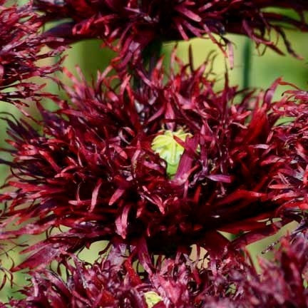 Papaver somniferum 'Black Swan'