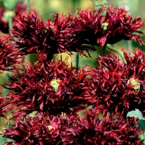 Papaver somniferum 'Black Swan'