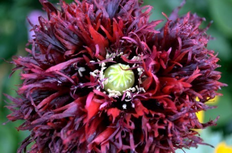 Papaver somniferum 'Black Swan'