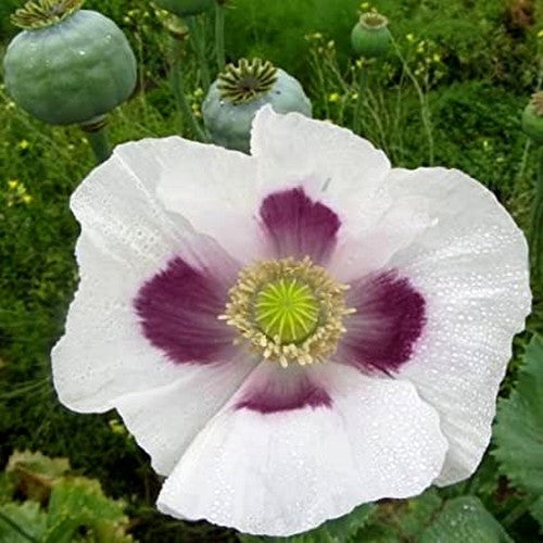 Papaver somniferum 'Blue Moon'
