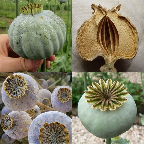 Papaver somniferum 'Bowling Ball'