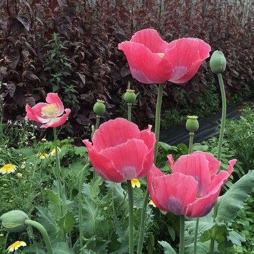 Papaver somniferum 'Bowling Ball'
