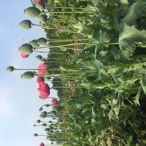 Papaver somniferum 'Bowling Ball'