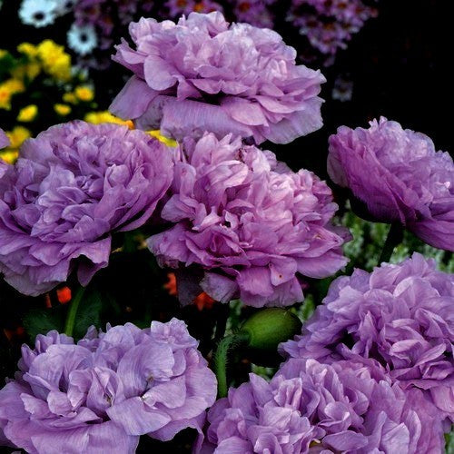 Papaver somniferum 'Candy Floss' / 'Double Violet Blush'