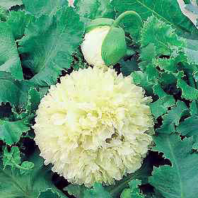 Papaver somniferum 'Cream Paeony'