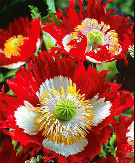 Papaver somniferum 'Danish Flag' / 'Victoria Cross'