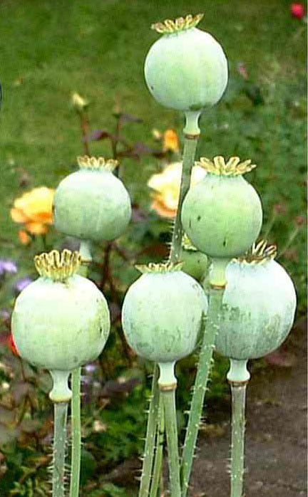 Papaver somniferum 'Danish Flag' / 'Victoria Cross'