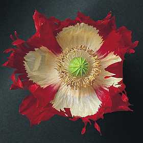 Papaver somniferum 'Danish Flag' / 'Victoria Cross'