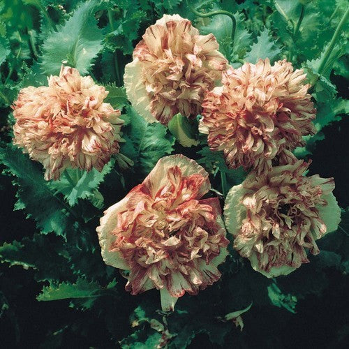 Papaver somniferum 'Flemish Antique'