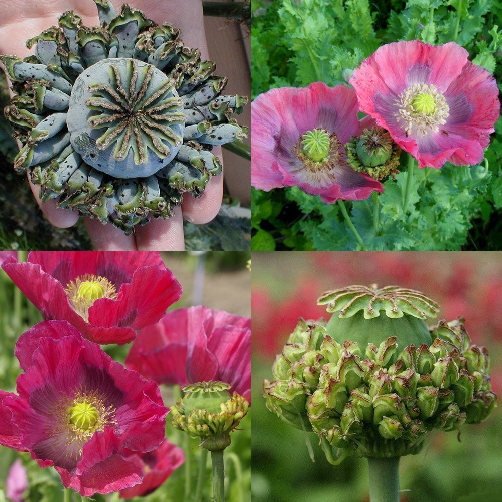 Papaver somniferum 'Hen en Chickens'