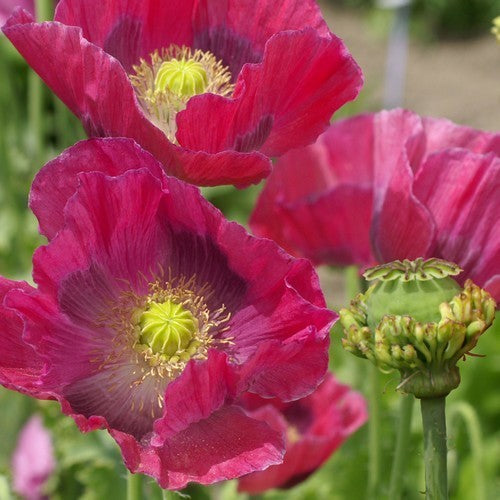 Papaver somniferum 'Hen en Chickens'