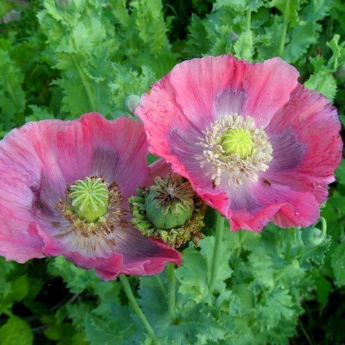 Papaver somniferum 'Hen en Chickens'
