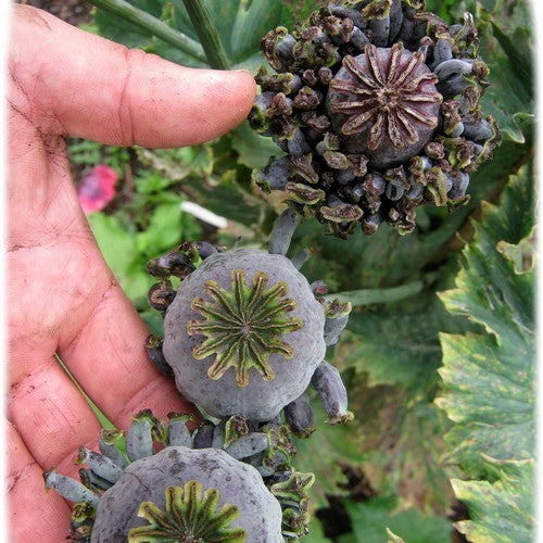 Papaver somniferum 'Hen en Chickens'