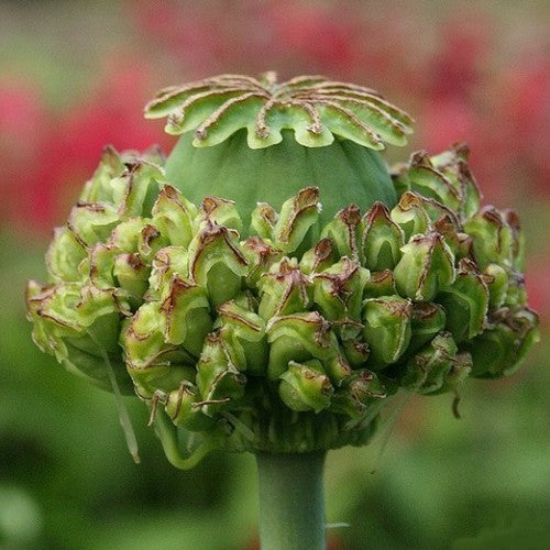 Papaver somniferum 'Hen en Chickens'