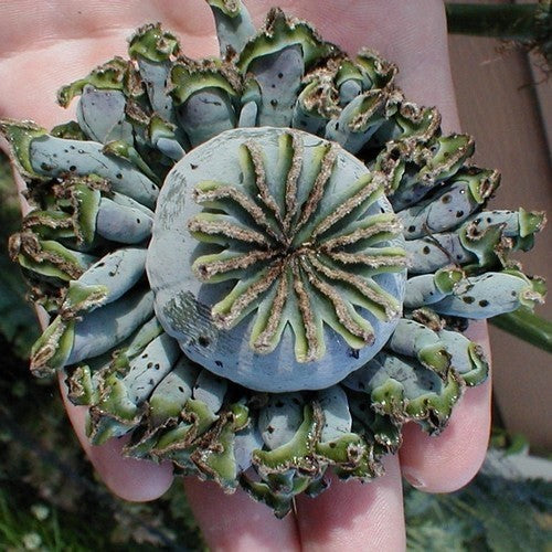 Papaver somniferum 'Hen en Chickens'