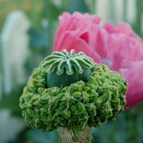 Papaver somniferum 'Hen en Chickens'