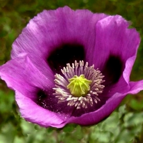 Papaver somniferum 'Hungarian Blue'