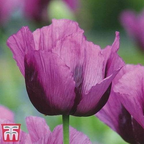 Papaver somniferum 'Hungarian Blue'