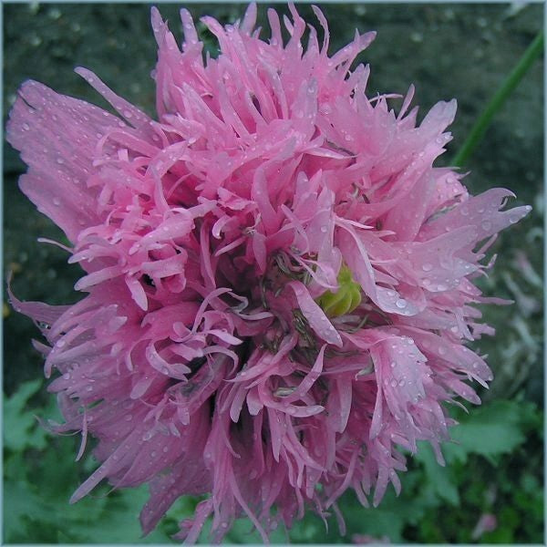 Papaver somniferum 'Lilac Pompom'