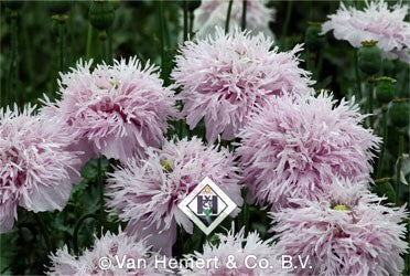 Papaver somniferum 'Lilac Pompom'