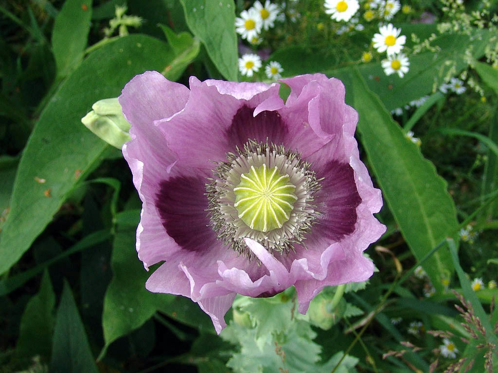 Papaver somniferum 'Maxi'