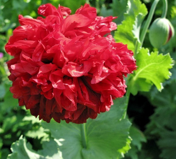 Papaver somniferum 'Paeony Oase'