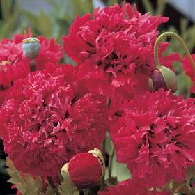 Papaver somniferum 'Paeony Oase'
