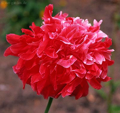 Papaver somniferum 'Paeony Oase'