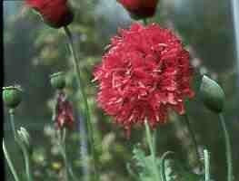 Papaver somniferum 'Paeony Oase'