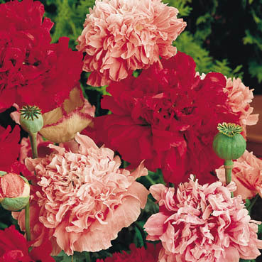 Papaver somniferum 'Paeony Mixed'