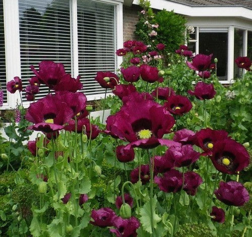 Papaver somniferum 'Purple Pleasure' / 'Lauren'S Grape''