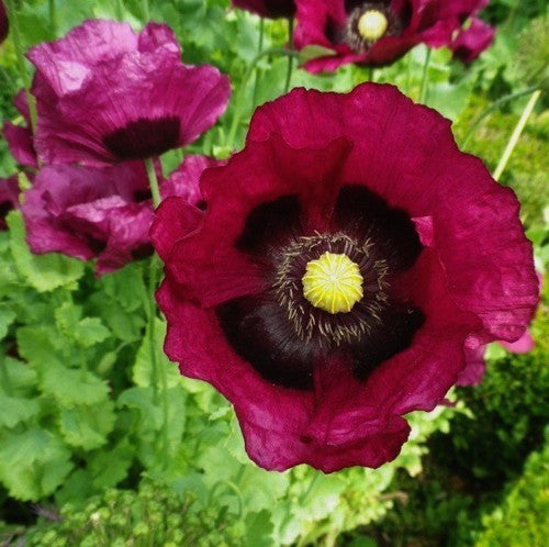 Papaver somniferum 'Purple Pleasure' / 'Lauren'S Grape''